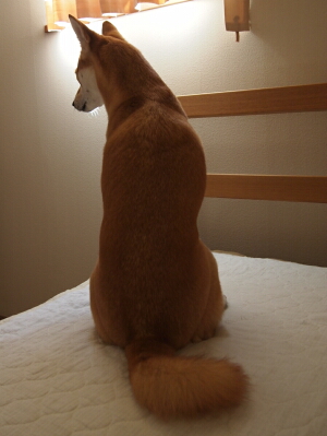 おいなりさん