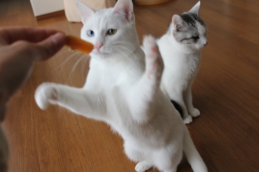 猫ずら キヌは干し芋が好き