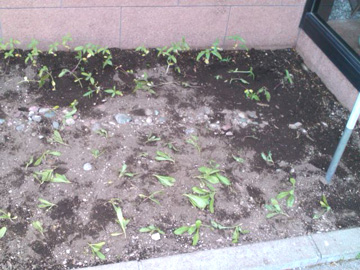 20120604.jpg