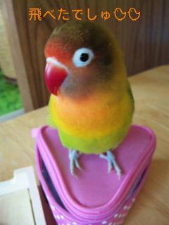 飛べたでしゅよ2012