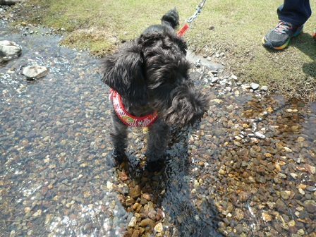dog8.jpg
