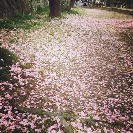 お花見1
