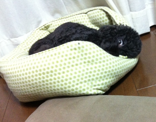 こちらも