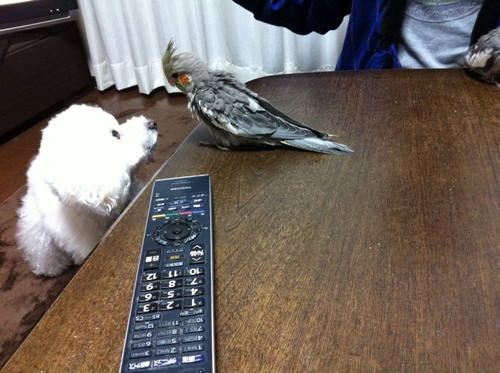 見合って