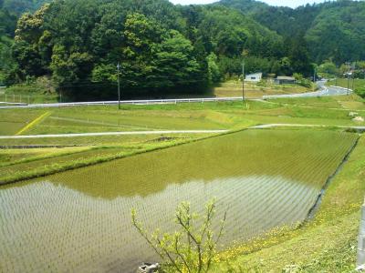 やんばる前の水田