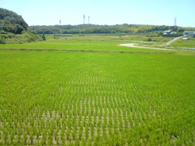 田植え直後の水田