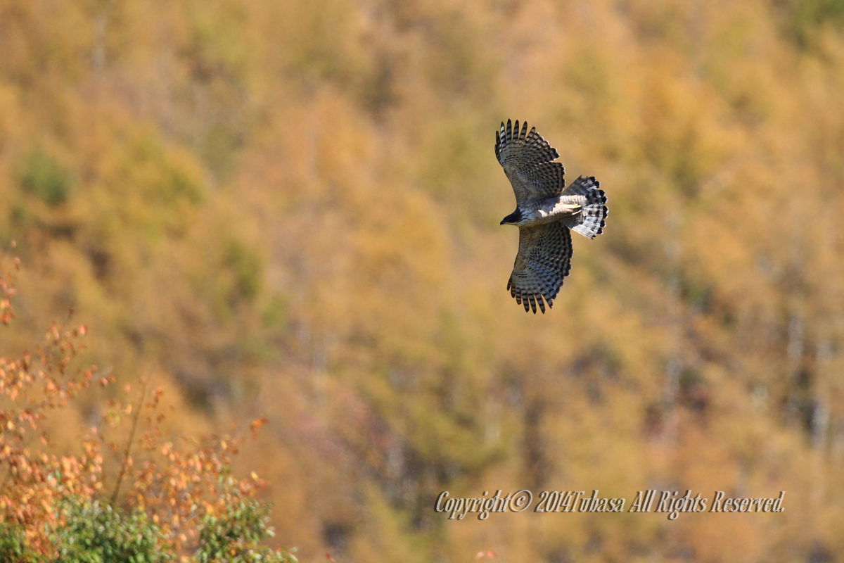 20141029-AA1P66592014--10-02-1.jpg