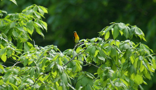 13859082_1665601056_21large.jpg