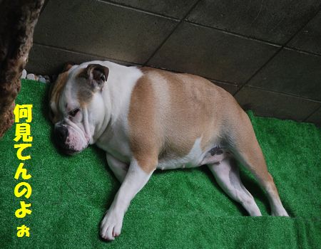 DSC_0021_20120717084033.jpg