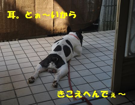 DSC_0030_20120813204620.jpg