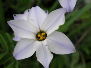 20120424ハナニラ