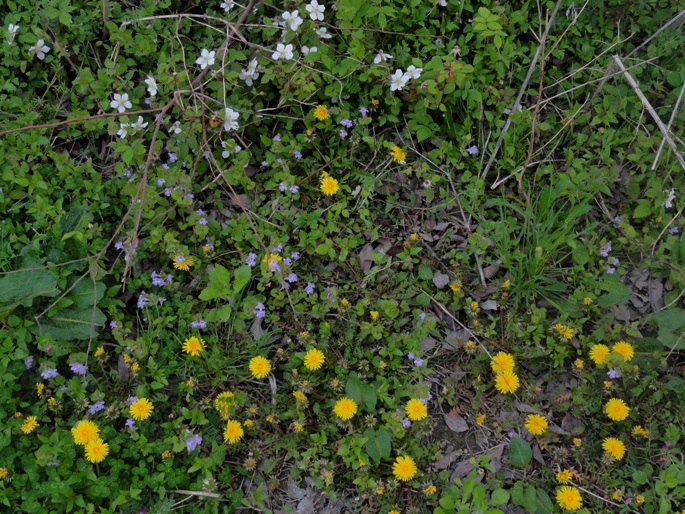 四月の野草