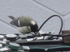 20120528シジュウカラ幼鳥1