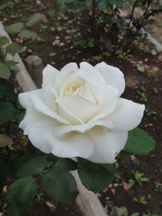 20120601智光山緑化植物園ゴールデン・ハート
