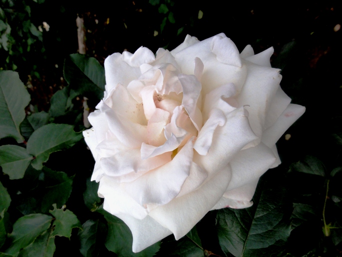 20120601智光山緑化植物園 レーシー・レディ