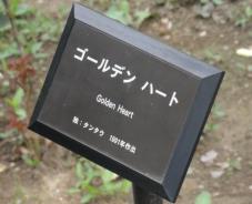 20120601智光山緑化植物園ゴールデン・ハート・プレート