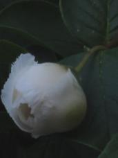 20120618夏椿4時50分