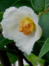 20120618夏椿6時28分
