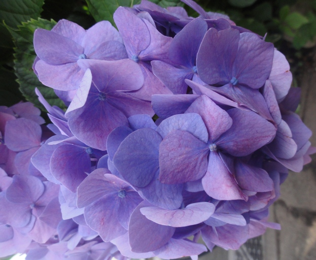 201206紫陽花A3