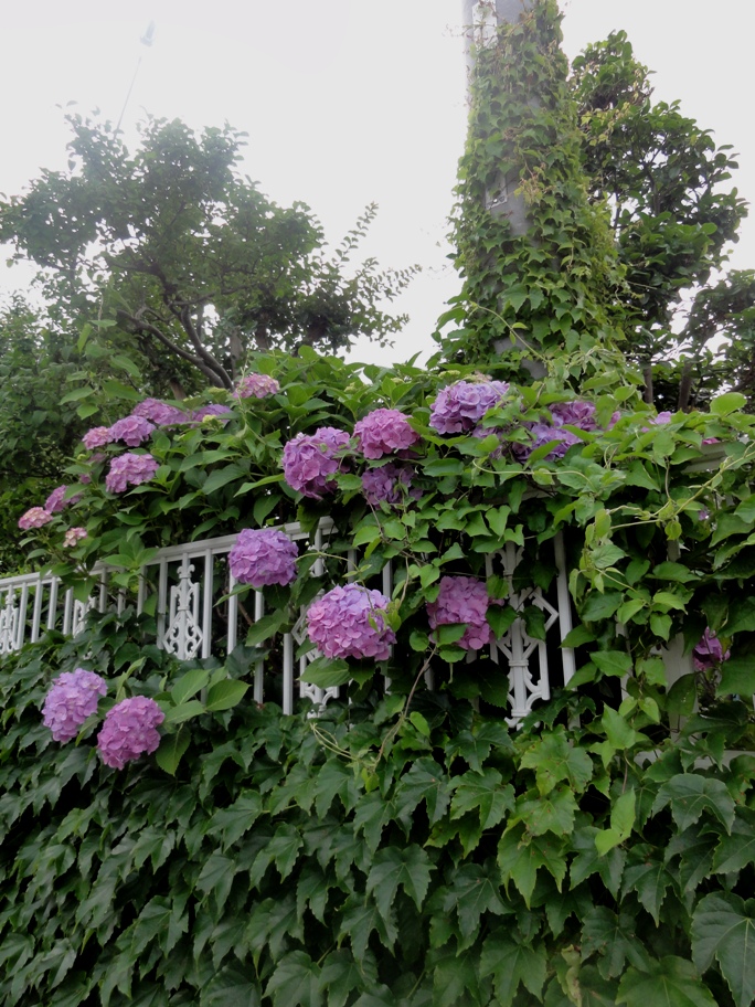 20120623紫陽花D2