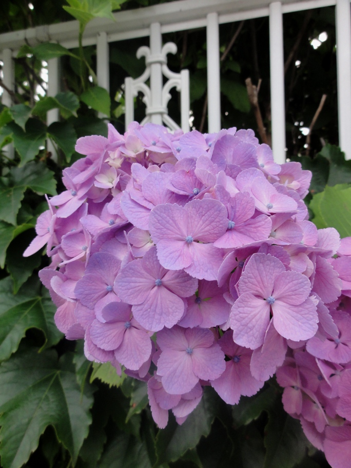 20120623紫陽花D1