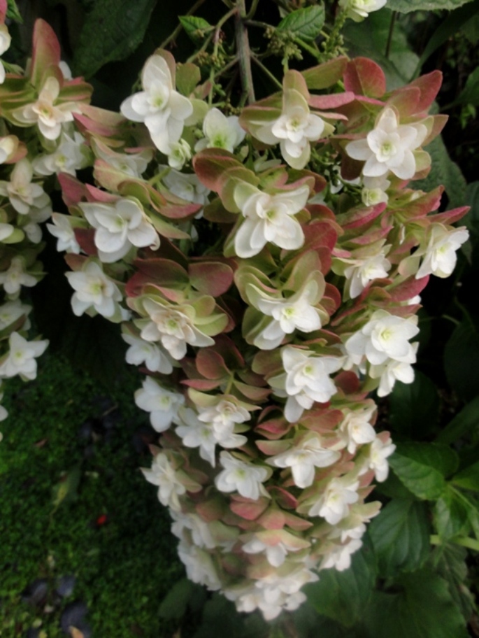 2012-0715柏葉紫陽花