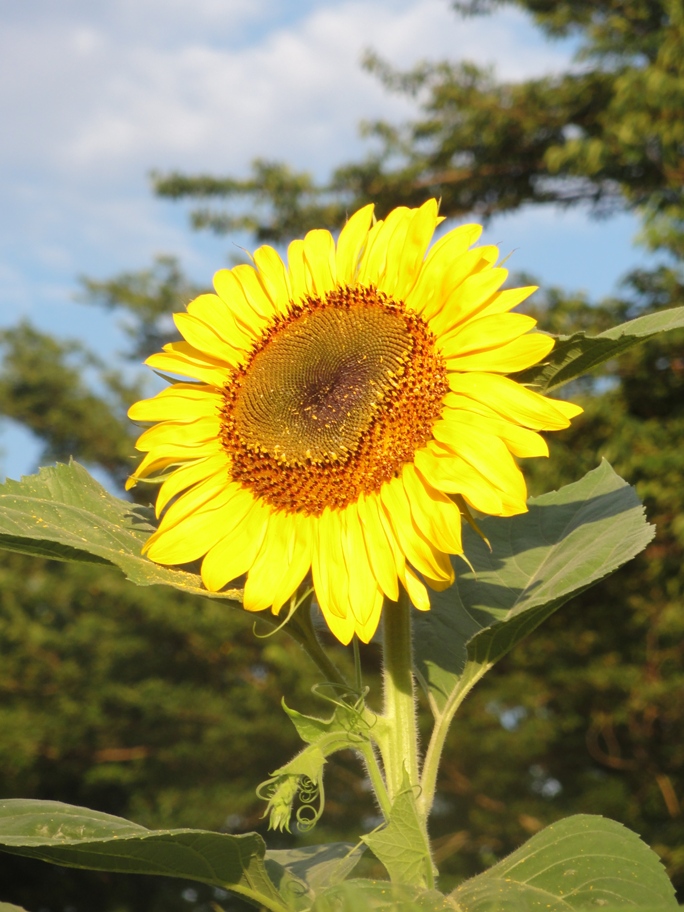 20120716向日葵
