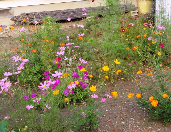 20120716彩りの花