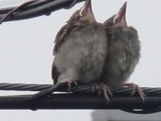 20120806幼鳥3