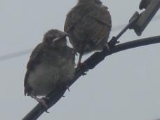 20120806幼鳥5