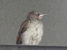 20120806幼鳥6