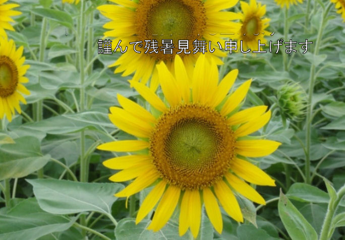 ひまわり011