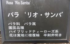 20120601智光山緑化植物園 リオ・サンバ ・プレート