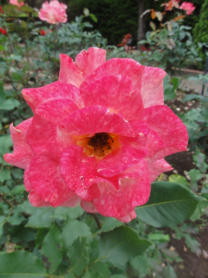 20120601智光山緑化植物園 リオ・サンバ
