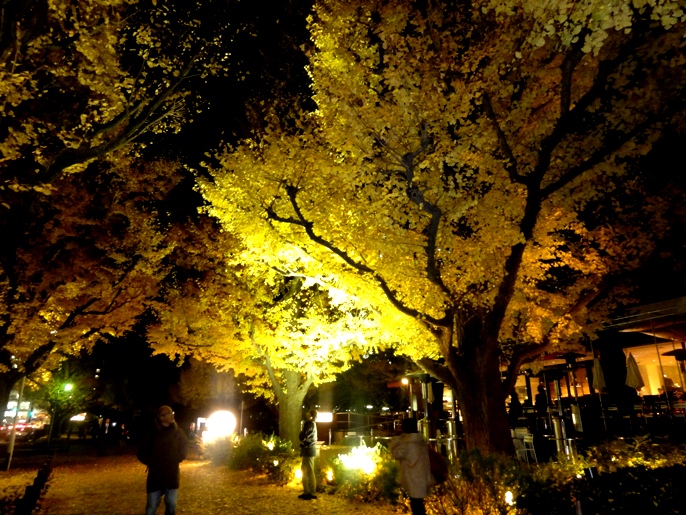 20121130外苑の銀杏