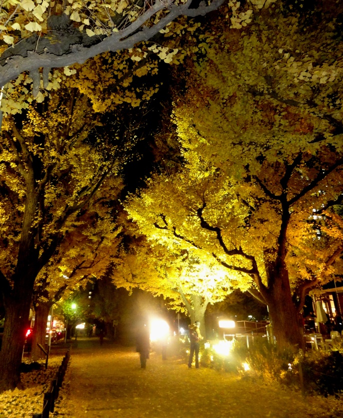 20121130外苑の銀杏 B