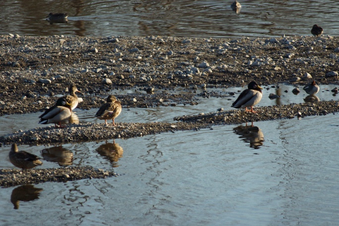 ダム付近のオアシスの水鳥20140127A