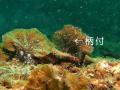 ・托シ先怦・托シ俶律蜊苓カ雁燕・ョ・・・キ繝峨Λ繧、+018_convert_20121020090312