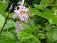 7asuwa+017_convert_20120703151240.jpg