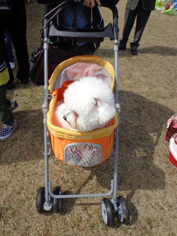 DSC00852_convert_20130316223929.jpg