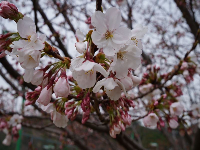 桜