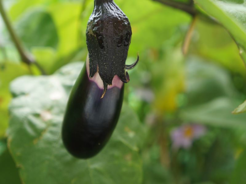 茄子