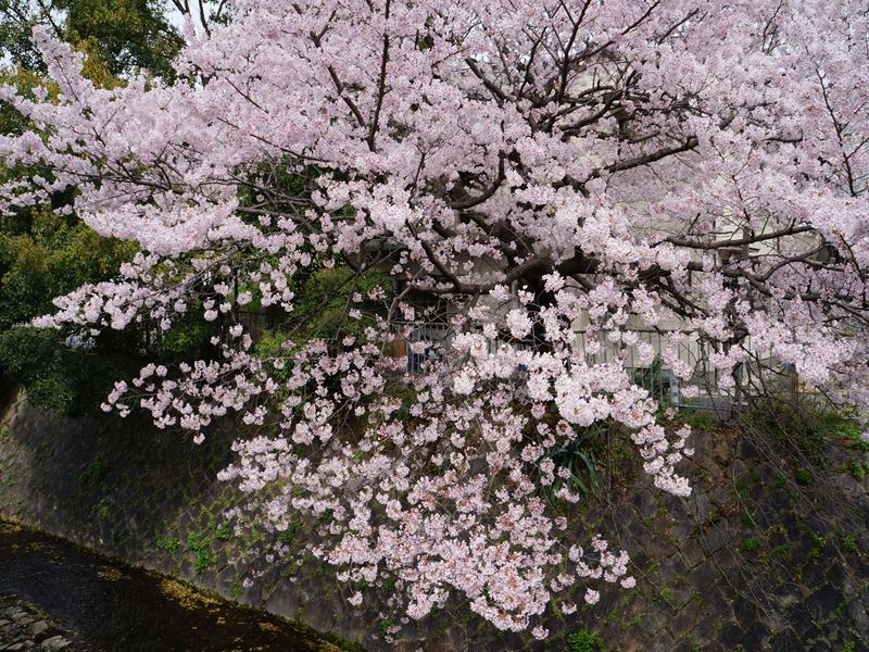 DSC00075_R.jpg