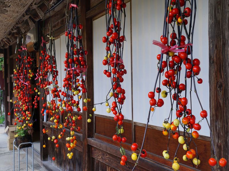 五箇山の花ナス