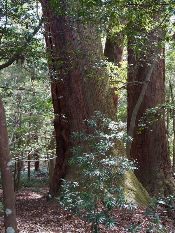 DSC00474_R2.jpg
