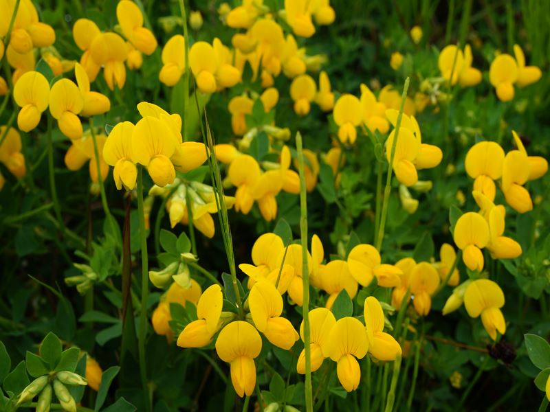 みやこ草