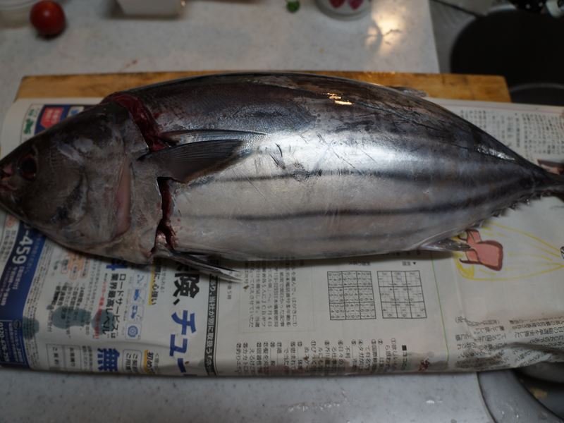 生鰹