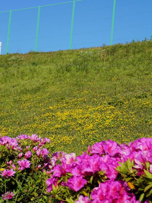 つつじ