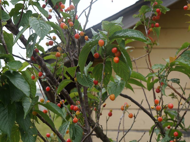 DSC00761_R.jpg