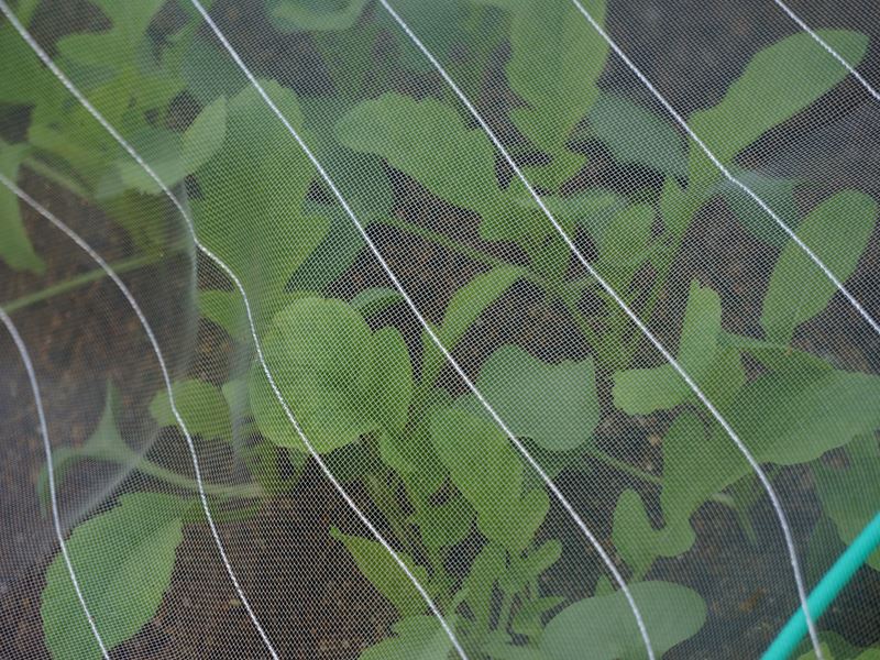 大根
